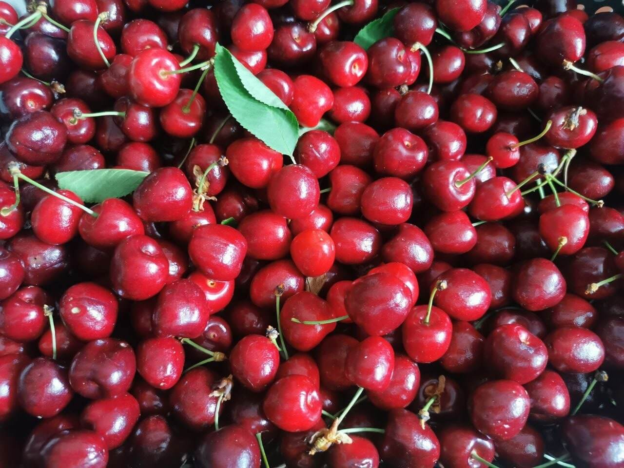 cerises